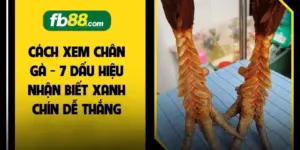 Cách Xem Chân Gà - 7 Dấu Hiệu Nhận Biết Xanh Chín Dễ Thắng