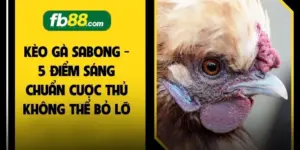 Kèo Gà Sabong - 5 Điểm Sáng Chuẩn Cược Thủ Không Thể Bỏ Lỡ