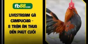 Livestream Gà Campuchia - 8 Trận Ăn Thua Đến Phút Cuối
