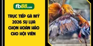 Trực Tiếp Gà Mỹ 2026 Sự Lựa Chọn Hoàn Hảo Cho Hội Viên 